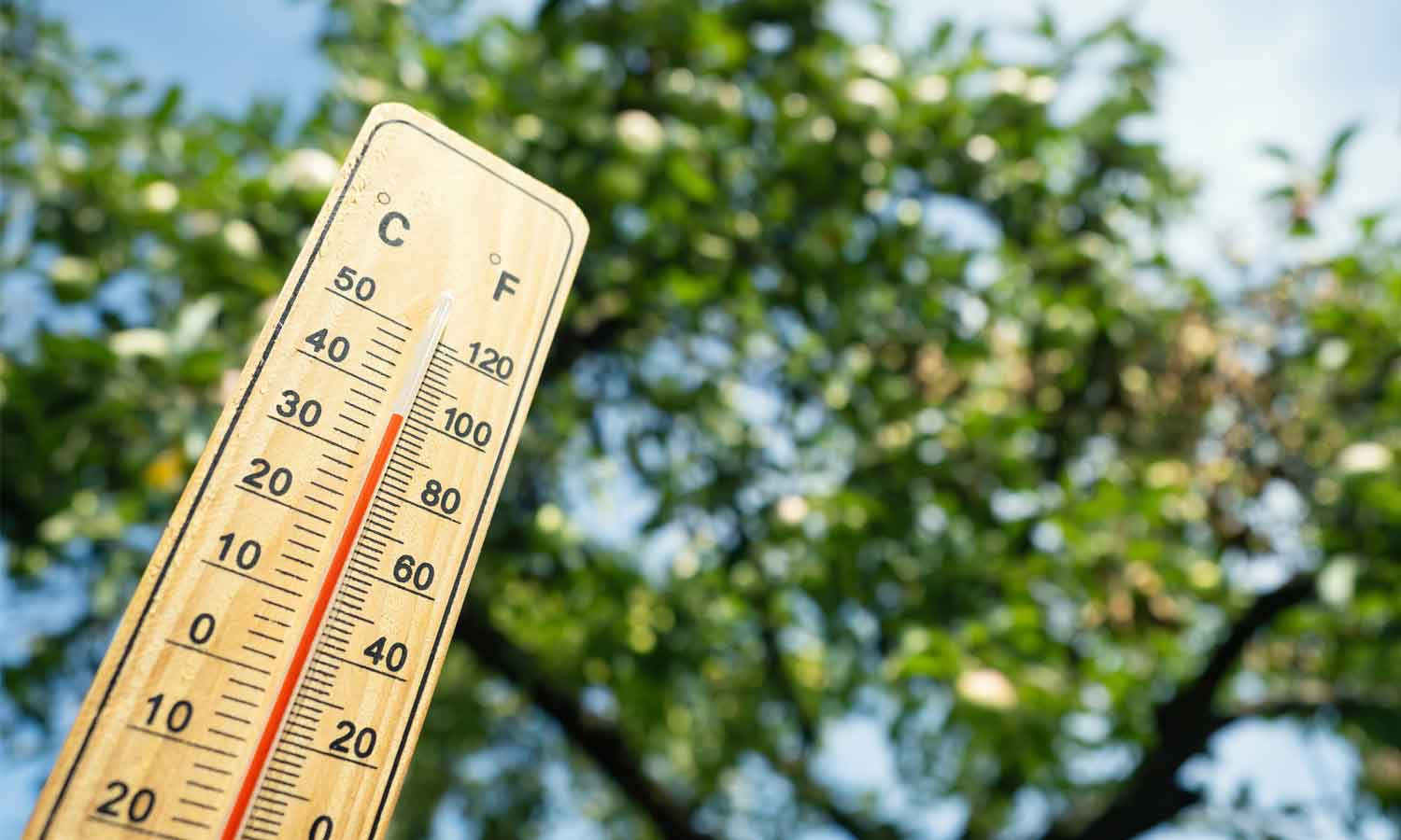 Summer Outlook